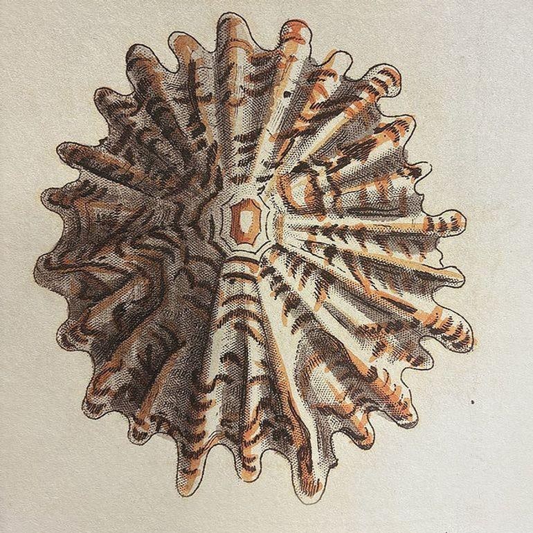 Tortoise & Pleated Shell Limpets Print Naturalists Miscellany by Shaw and Nodder - 17