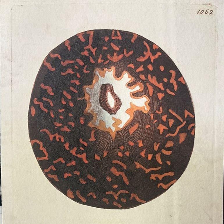 Tortoise & Pleated Shell Limpets Print Naturalists Miscellany by Shaw and Nodder: Title: Tortoise & Pleated Shell Limpets Print Naturalists Miscellany by Shaw and Nodder Description: This hand-colored copperplate print from The Naturalists Miscellany (1812) by George Shaw and