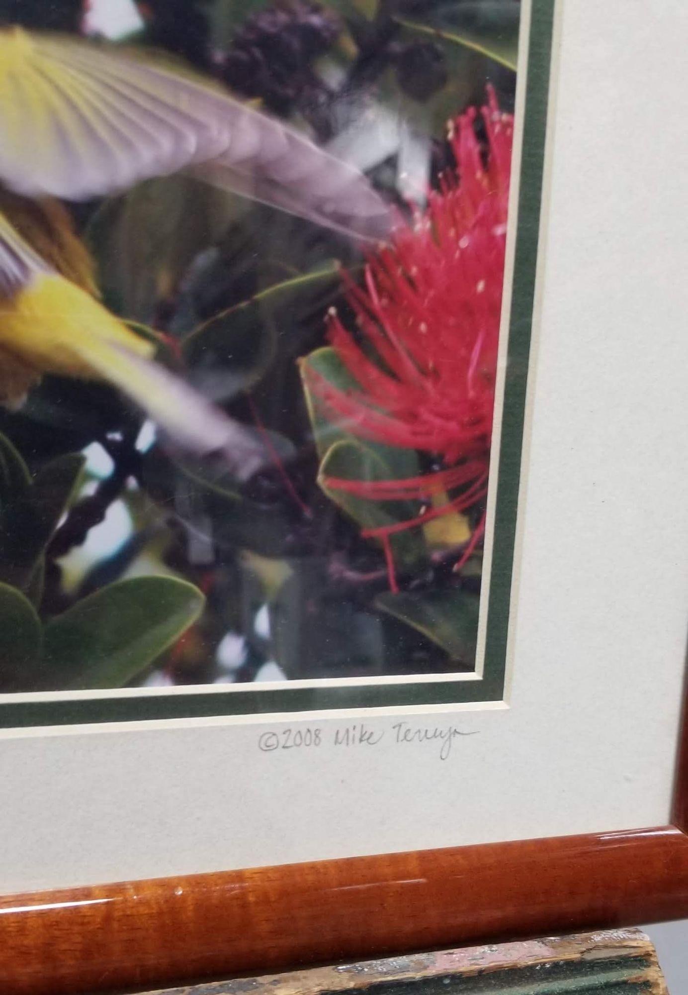 Framed Original Photography Print Yellow Bird in Hawaiian Blossoms - 5