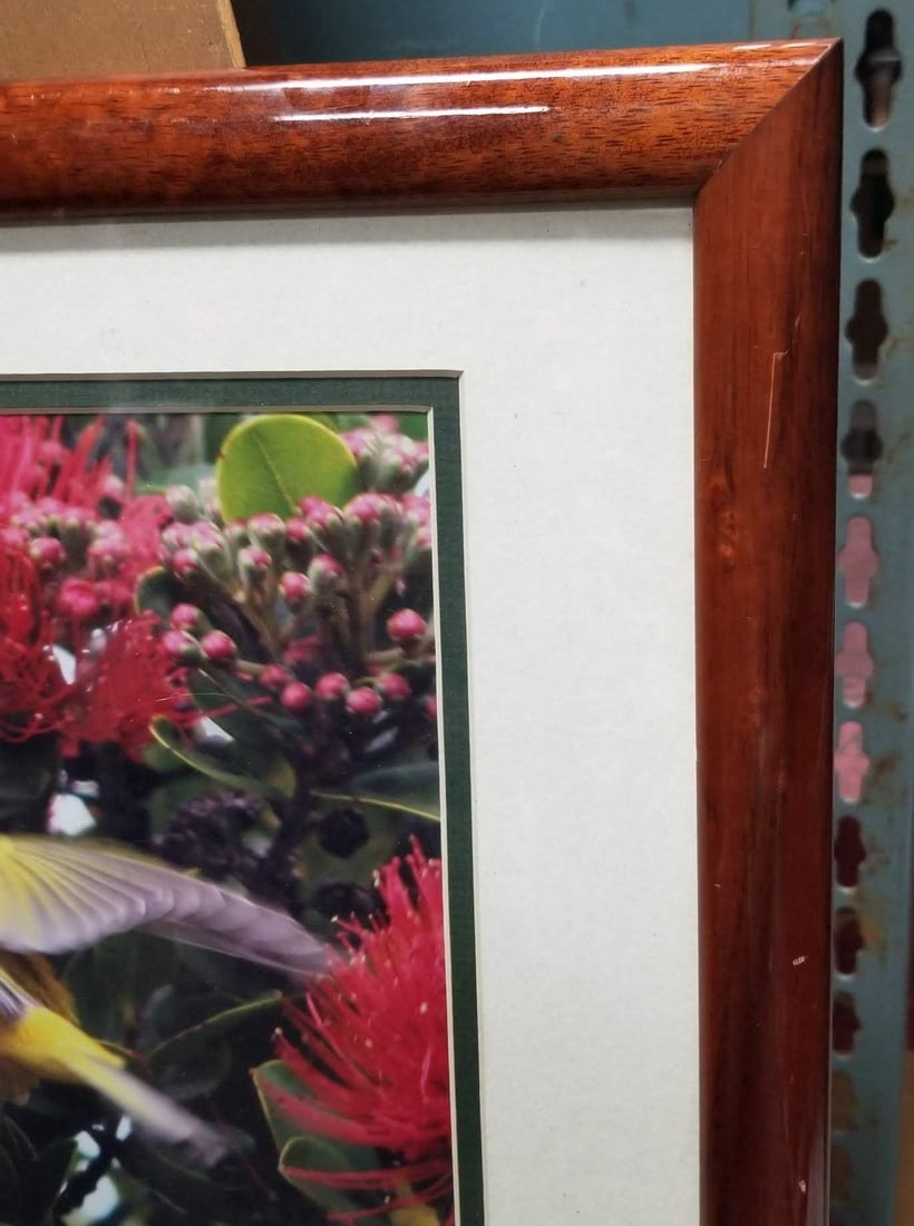 Framed Original Photography Print Yellow Bird in Hawaiian Blossoms - 9