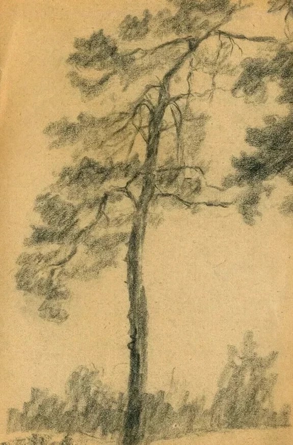 Tree, Vegetation, Landscape, Leaves - Drawing Vintage Pencil Original Artwork (1 of 9)