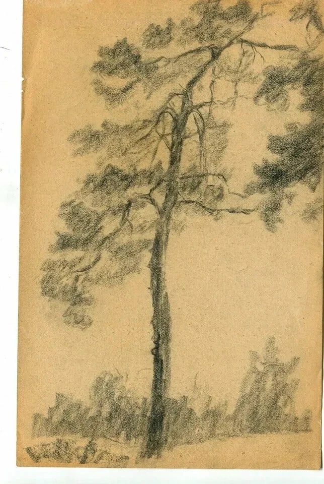 Tree, Vegetation, Landscape, Leaves - Drawing Vintage Pencil Original Artwork - 9