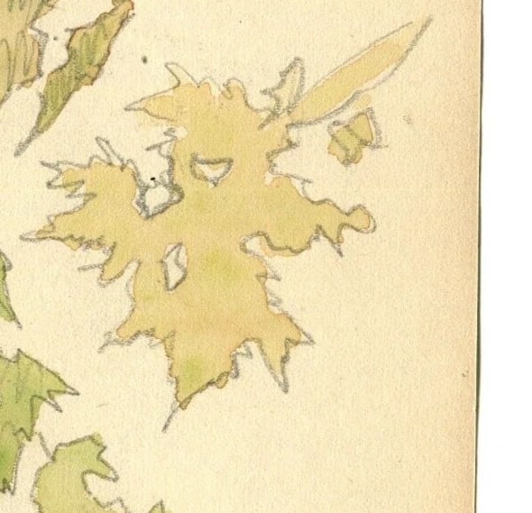 1935Leaves, Still Life, Autumn, Tree Drawing Vintage Original signed Artwork - 4