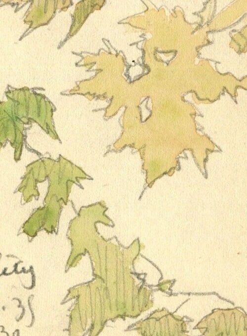 1935Leaves, Still Life, Autumn, Tree Drawing Vintage Original signed Artwork - 5