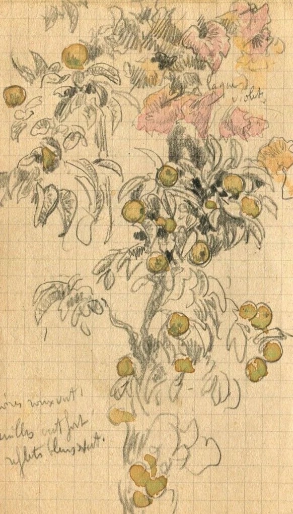 Vintage Drawing Original Apples, Tree Fruit, Still Life Artwork - 3
