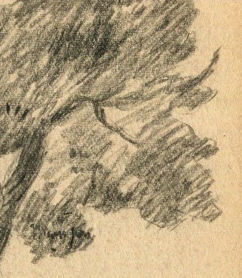 1901 Sketch, Tree Drawing Antique Pencil Original Art Nouveau, signed - 4