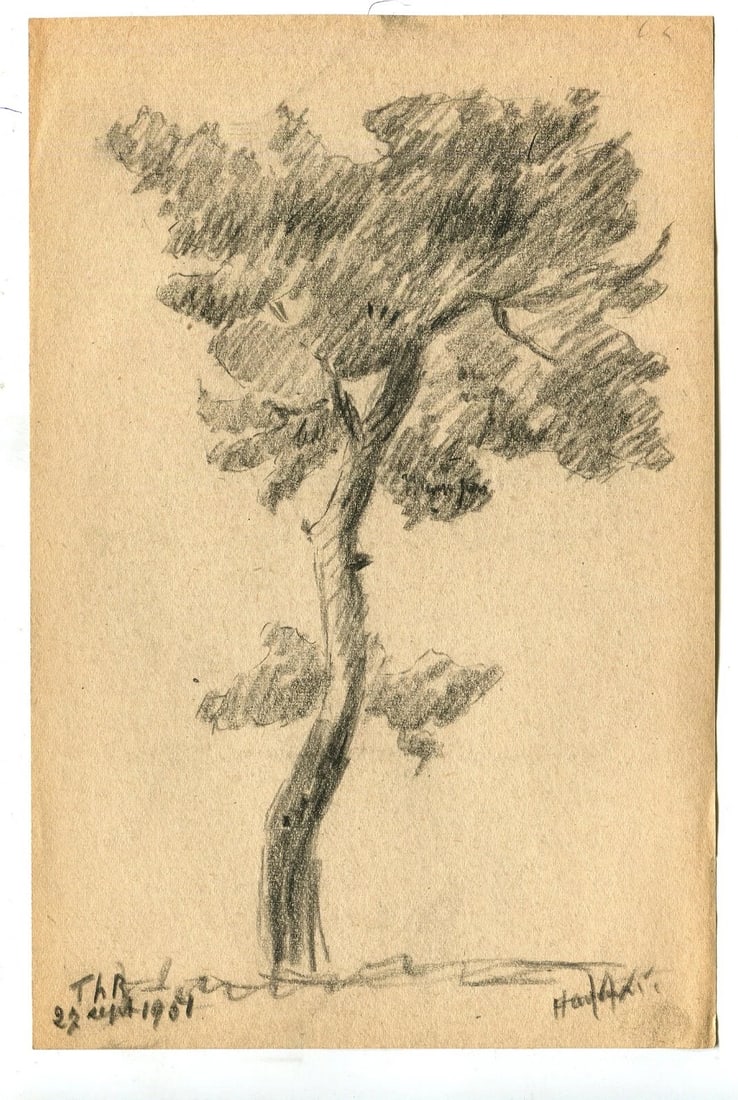 1901 Sketch, Tree Drawing Antique Pencil Original Art Nouveau, signed - 7