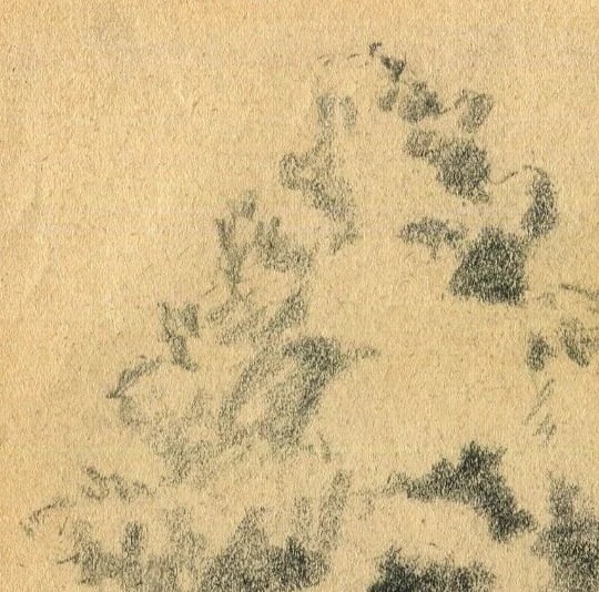 Antique Pencil Original Art Nouveau Drawing of a Tree Sketch c. 1900 Artwork - 4