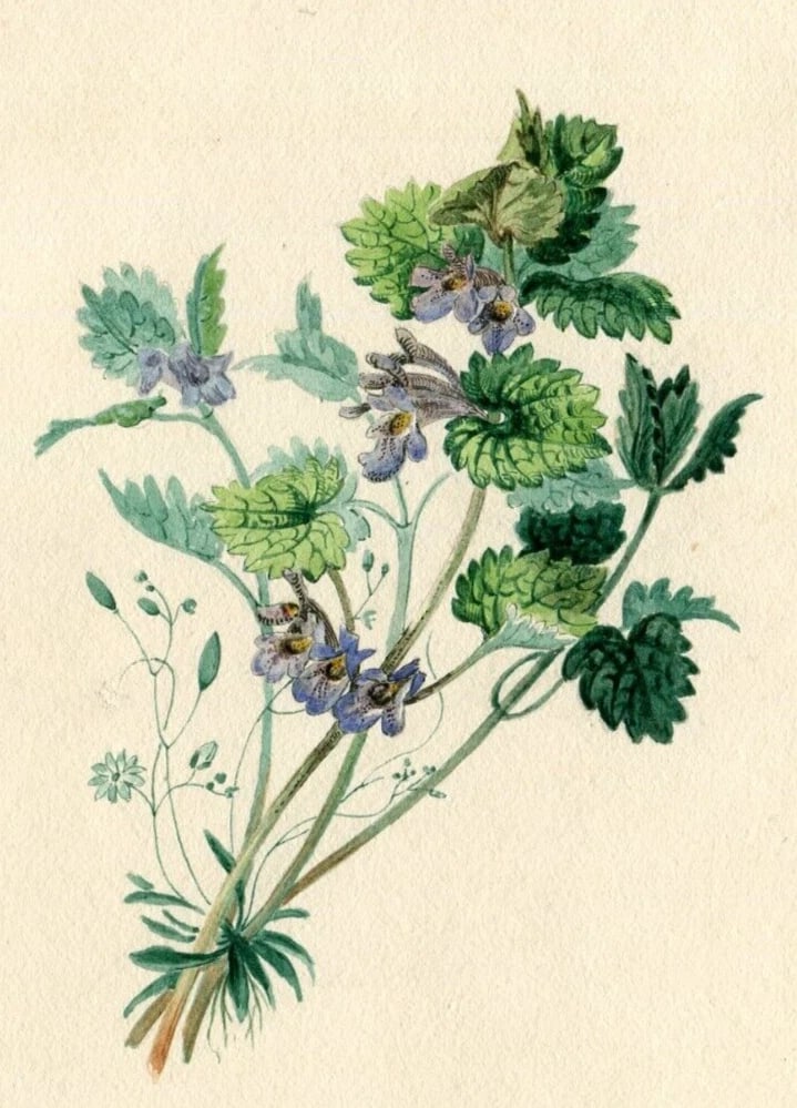 19th century Buttercup Flowers Bouquet Floral Drawing Antique Original Artwork: Drawing Original 19th century Buttercup Flower Bouquet Description: Watercolor on paper 16.5 x 11 cm / 6.49 x 4.33 inches stains Reserve: $80.00 Shipping: Domestic: Flat-rate of $22.00 to an