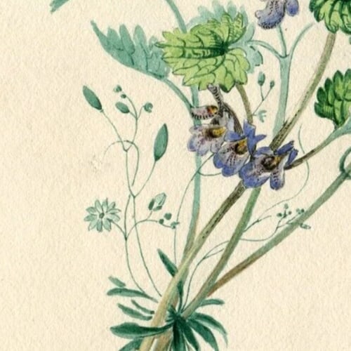 19th century Buttercup Flowers Bouquet Floral Drawing Antique Original Artwork - 3