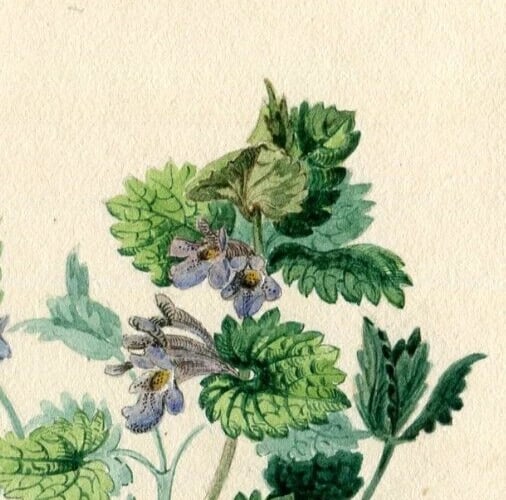 19th century Buttercup Flowers Bouquet Floral Drawing Antique Original Artwork - 4