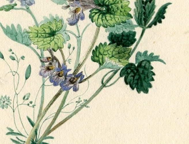 19th century Buttercup Flowers Bouquet Floral Drawing Antique Original Artwork - 5