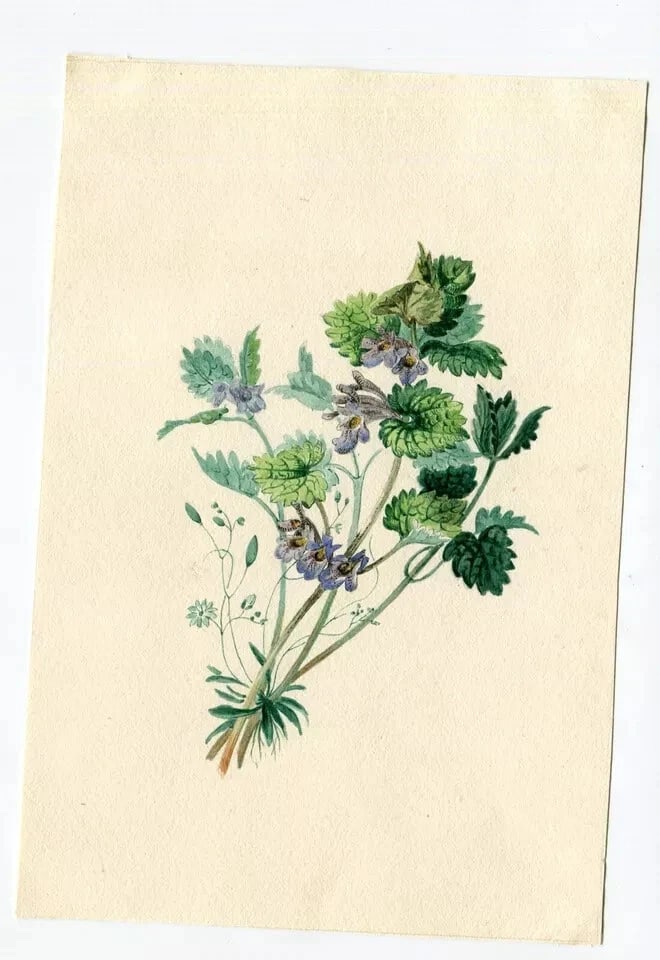 19th century Buttercup Flowers Bouquet Floral Drawing Antique Original Artwork - 8