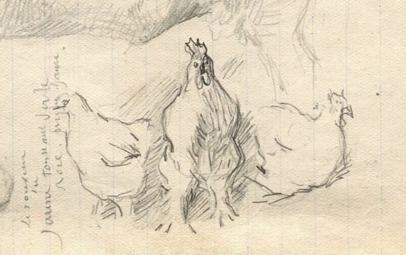 1900 Cow, Chicken Drawing Artwork Antique Pencil Original Sketch (1 of 9)