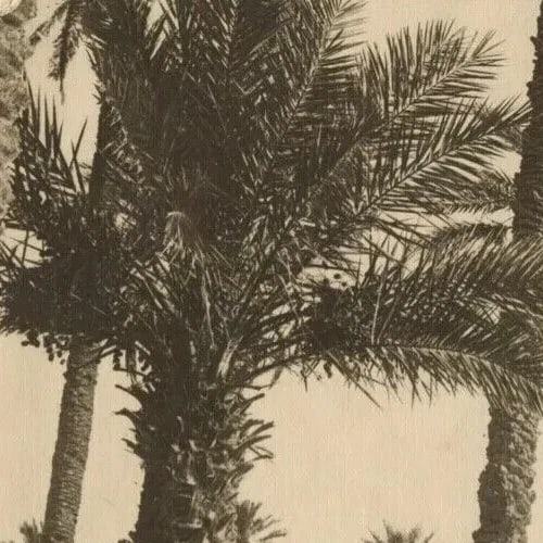 R. PROUHO - Desert, Children, Algeria c. 1910 Vintage Photographys - 4