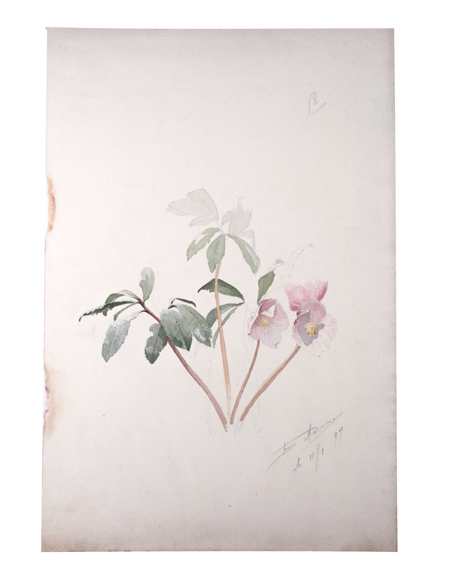 FRENCH aquarellist painting of unfinished esquise Henri Adam 1897: Title: FRENCH aquarellist painting of unfinished esquise Henri Adam 1897 Description: Made in France during the 1890's this drawing is aquarelle original rendering of White Calla Lily created by Henri