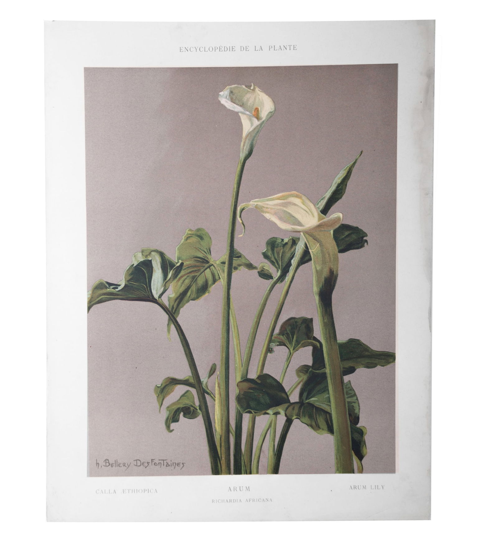 Henri Bellery-Desfontaines chromolithographie botanical print Arum Lilie (1 of 5)
