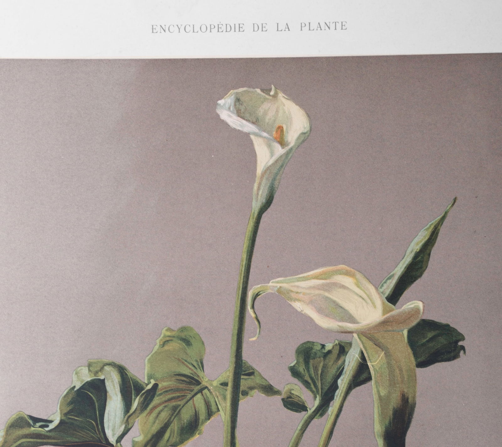 Henri Bellery-Desfontaines chromolithographie botanical print Arum Lilie - 2