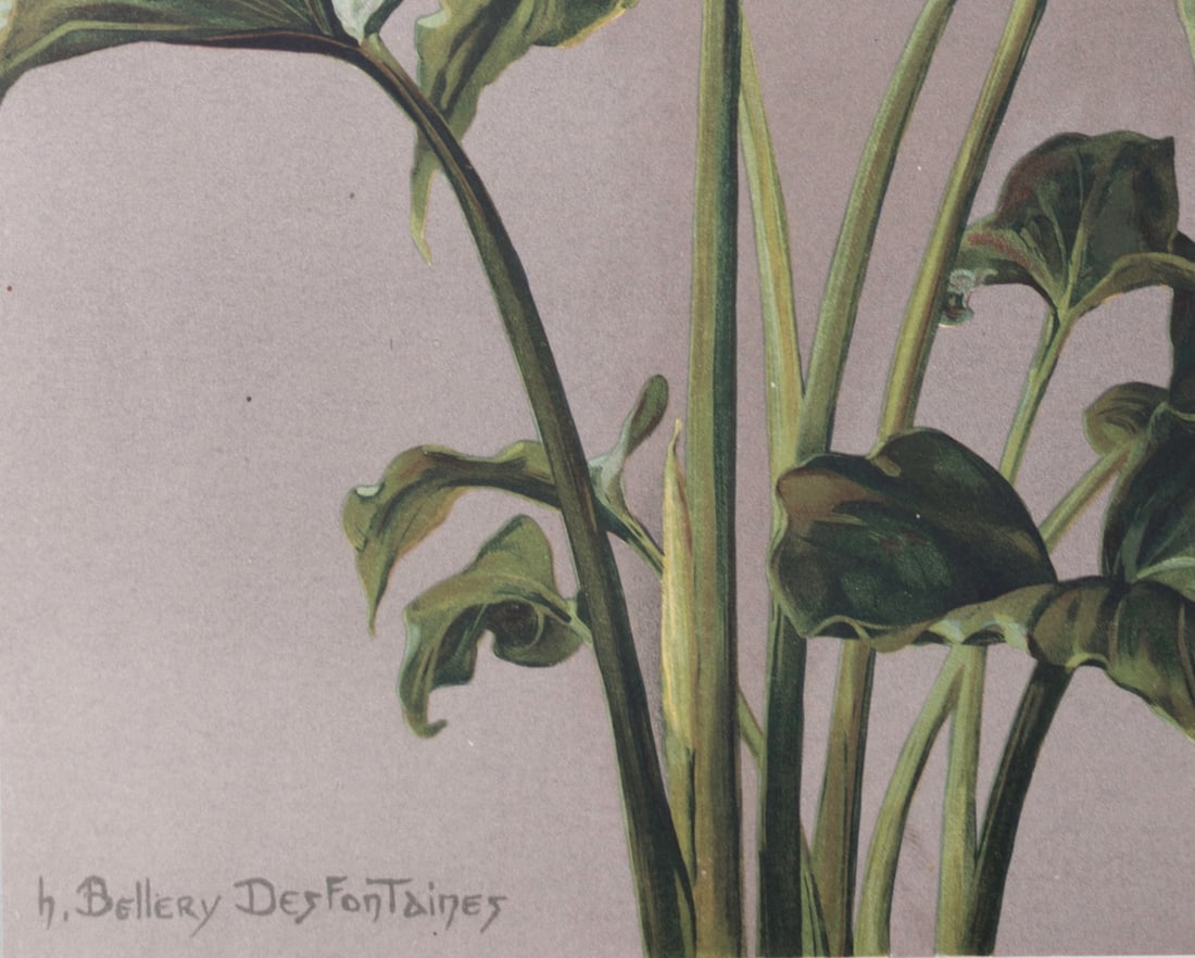 Henri Bellery-Desfontaines chromolithographie botanical print Arum Lilie - 3