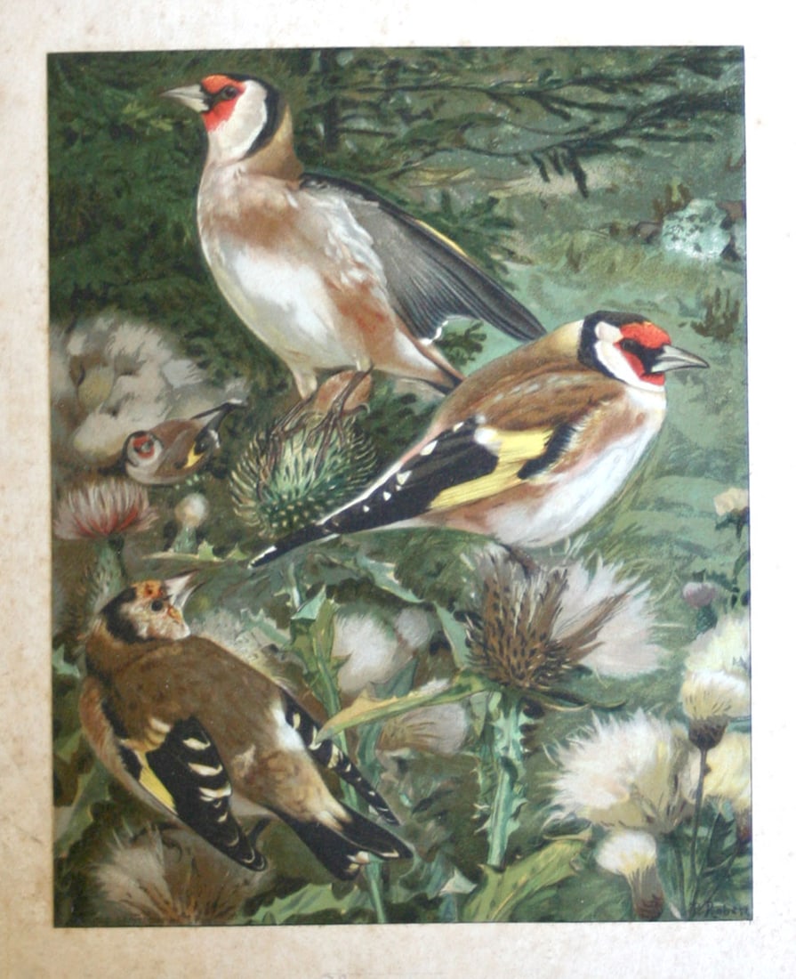 French Chromolithography 1879 birds school prints school aid #3 - 2