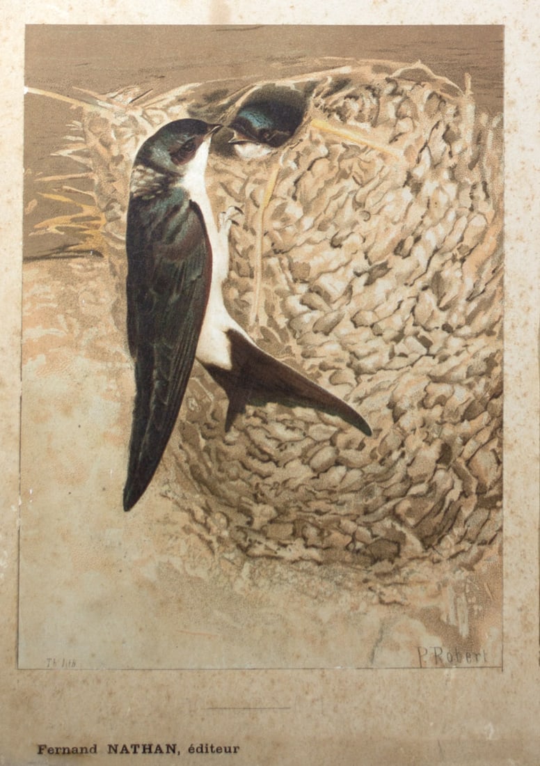 French Chromolithography 1879 birds school prints school aid #1 - 2