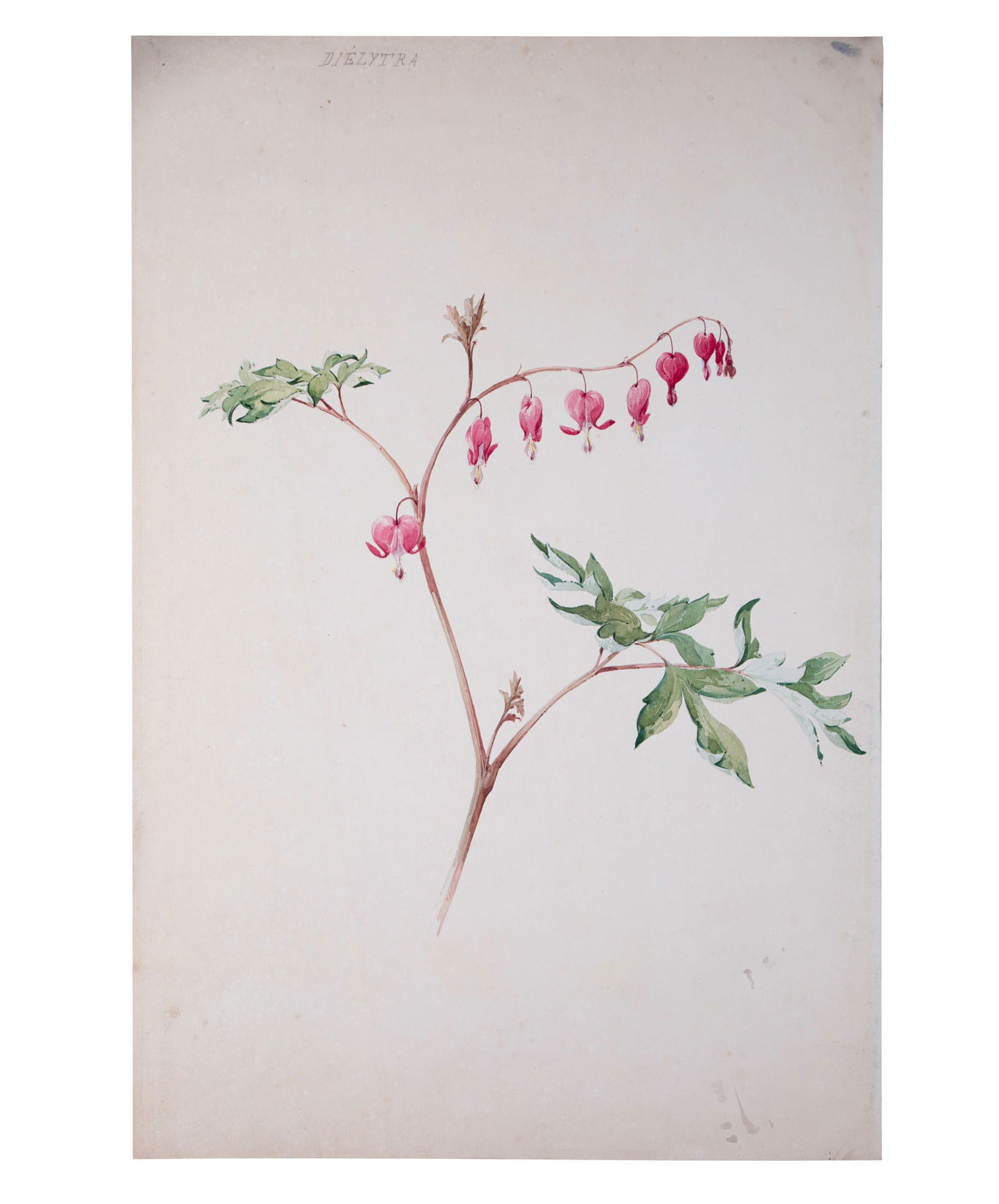 copy of FRENCH aquarellist painting of Dielytra Henri Adam 1890: Title: copy of FRENCH aquarellist painting of Dielytra Henri Adam 1890 Description: Made in France during the 1890's this drawing is aquarelle original rendering of White Calla Lily created by Henri A