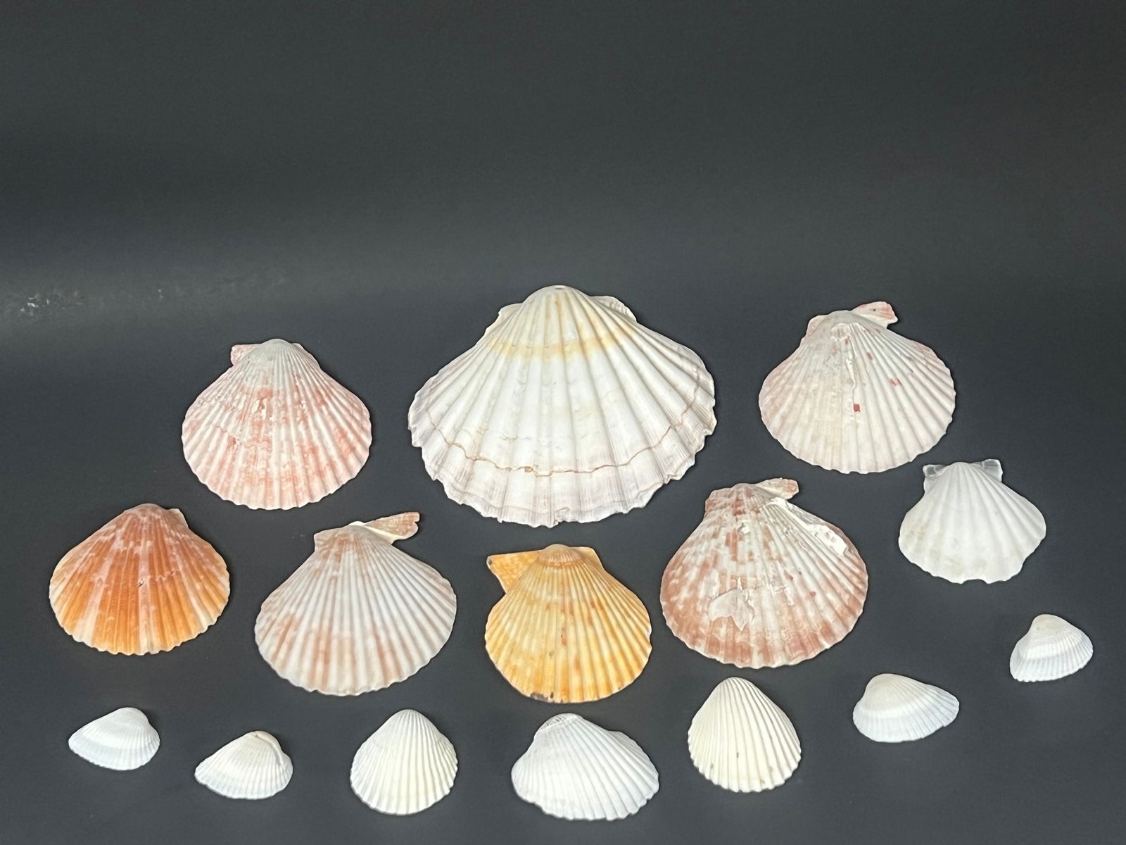 Assorted Seashell 15 Pcs. - 4