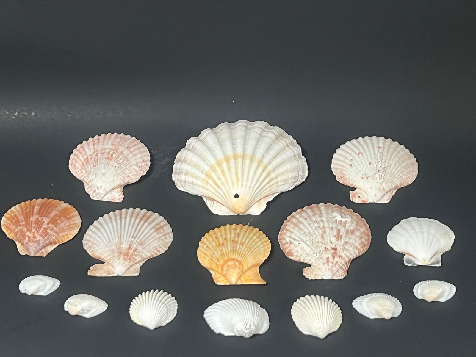 Assorted Seashell 15 Pcs. - 5