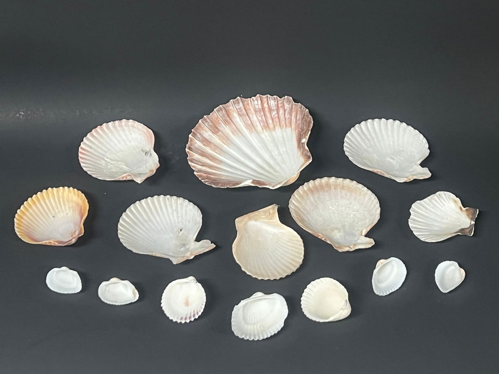 Assorted Seashell 15 Pcs. - 7