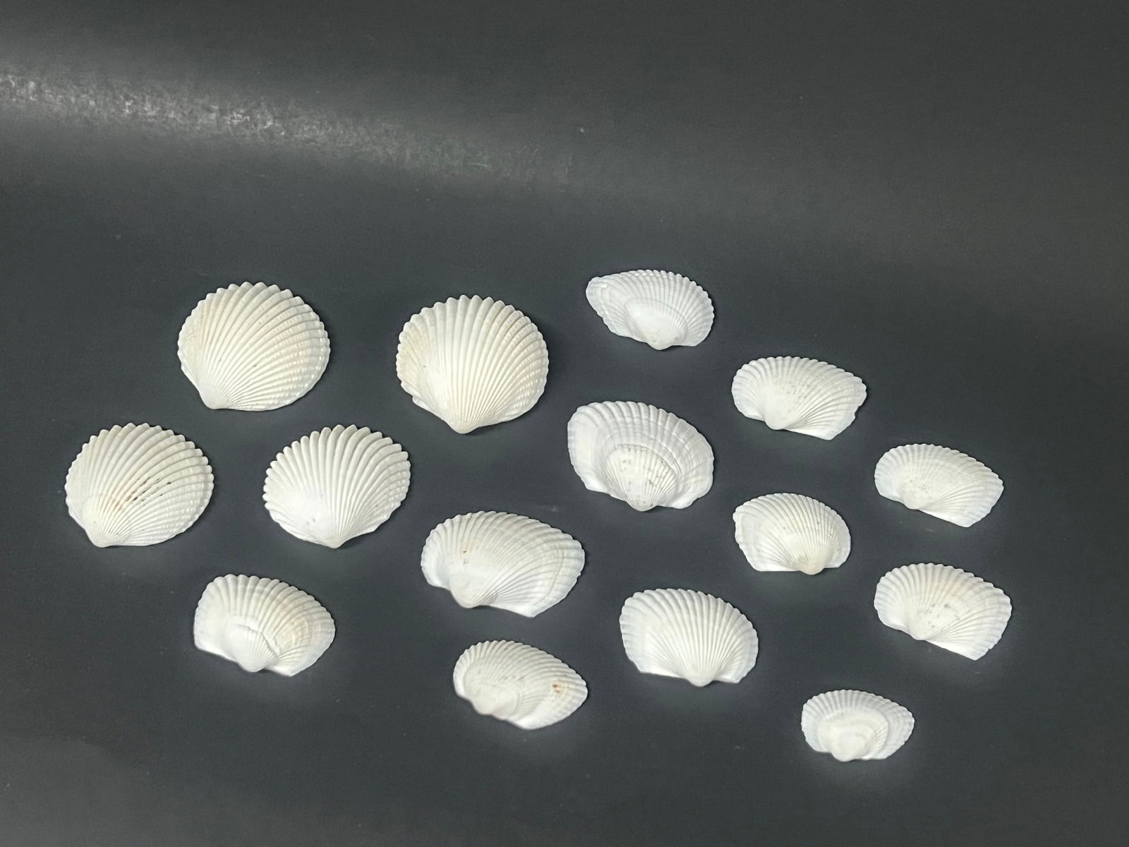 Assorted Seashell 15 Pcs. - 2