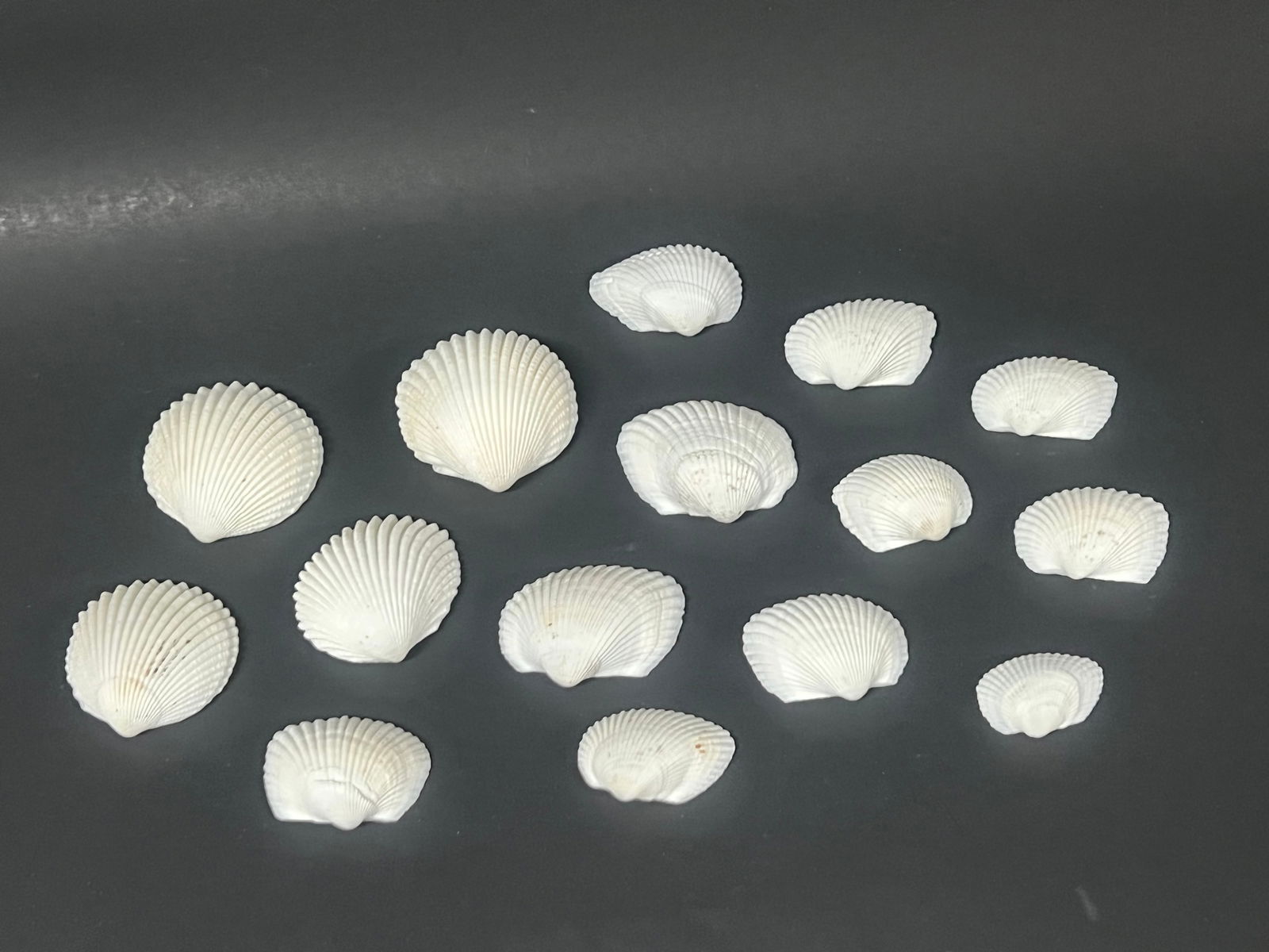 Assorted Seashell 15 Pcs. - 3