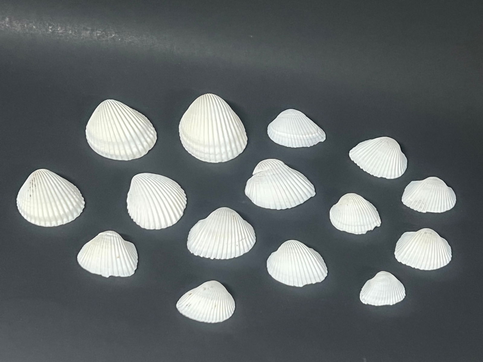 Assorted Seashell 15 Pcs. - 6