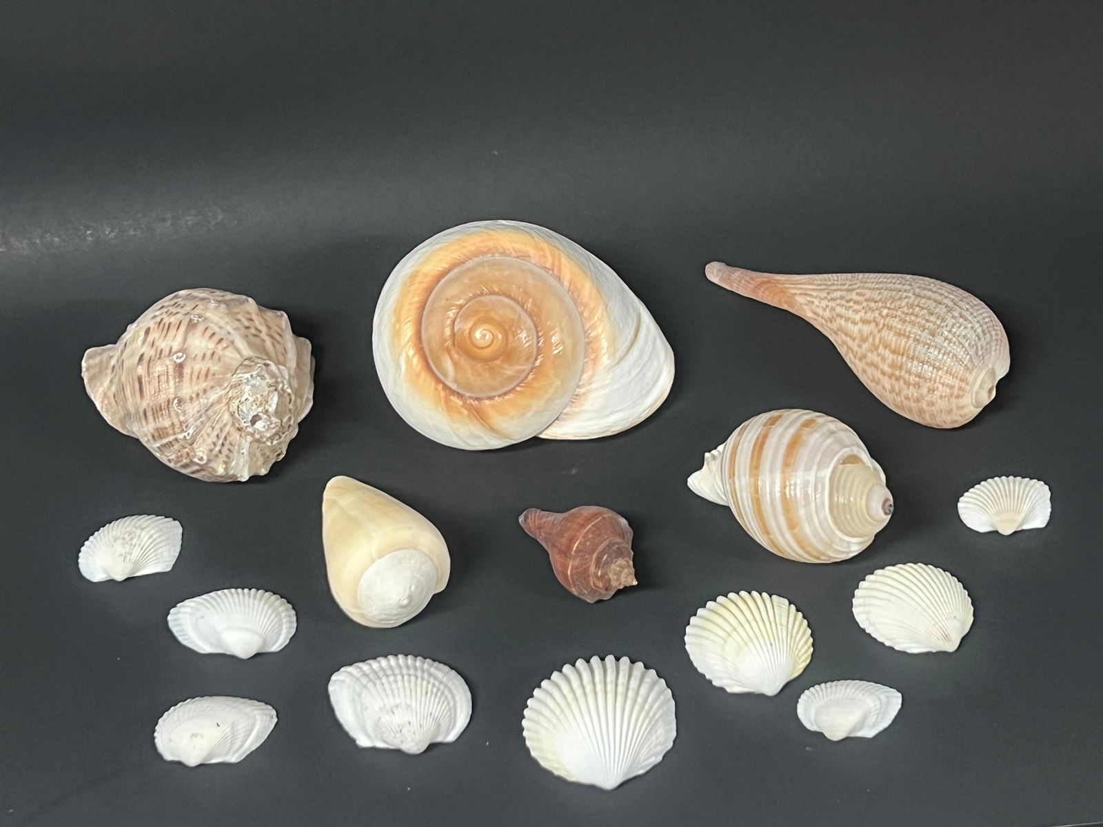 Assorted Seashell 15 Pcs. - 3