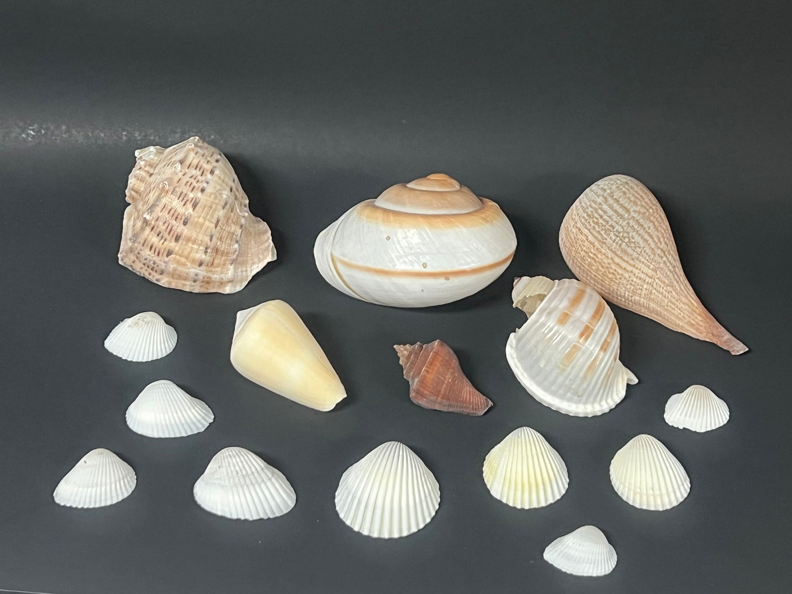 Assorted Seashell 15 Pcs. - 5