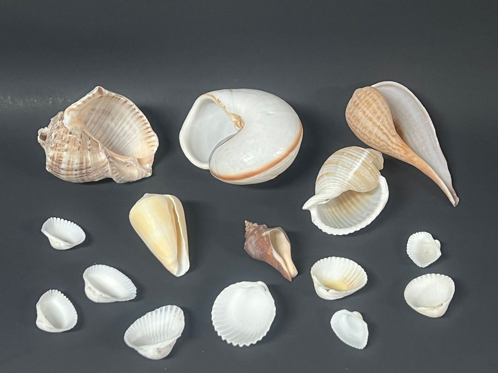 Assorted Seashell 15 Pcs. - 6