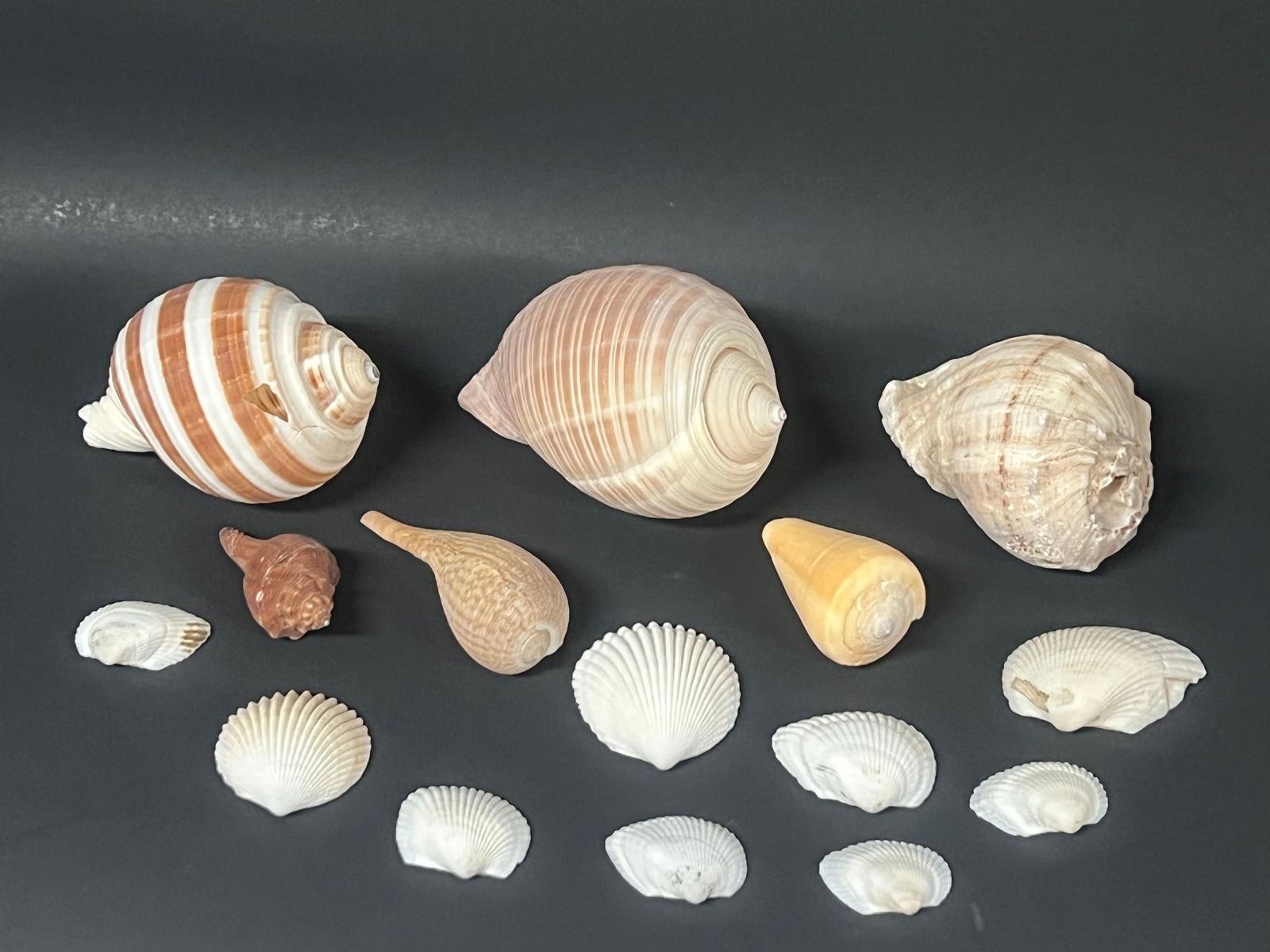 Assorted Seashell 15 Pcs. - 2
