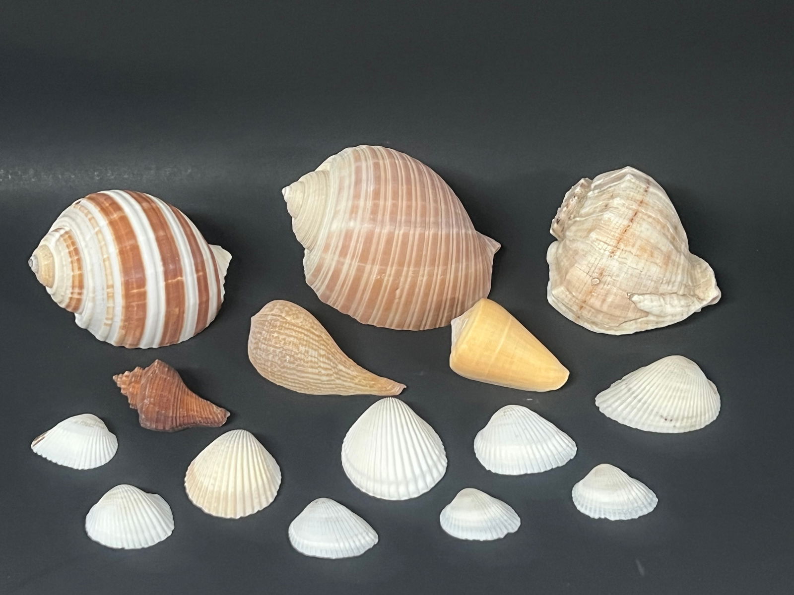 Assorted Seashell 15 Pcs. - 5