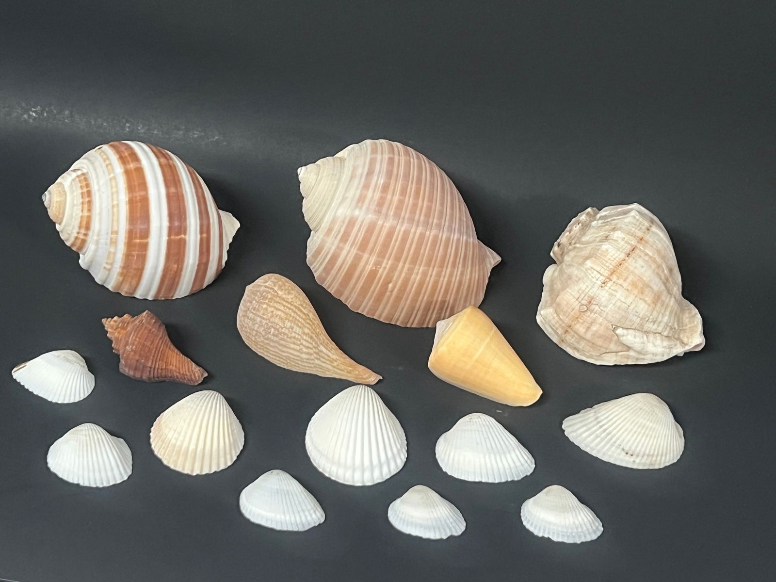 Assorted Seashell 15 Pcs. - 6