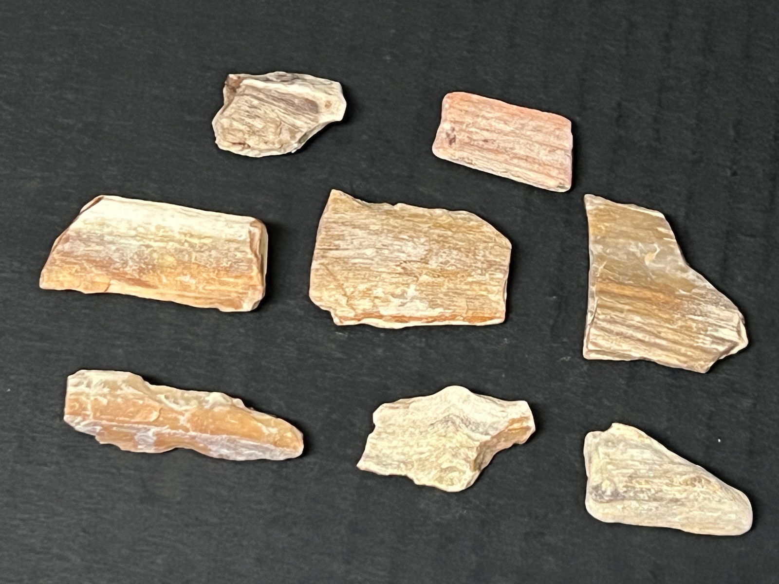 Assorted Sizes Petrified Wood 8 Pcs.: Title: Assorted Sizes Petrified Wood 8 Pcs.Date/Period: Late 20th CenturyMaterials: Petrified WoodDescription: Assorted Sizes Petrified Wood 8 Pcs. Reserve: $60.00 Shipping:Domestic: Flat-rate of