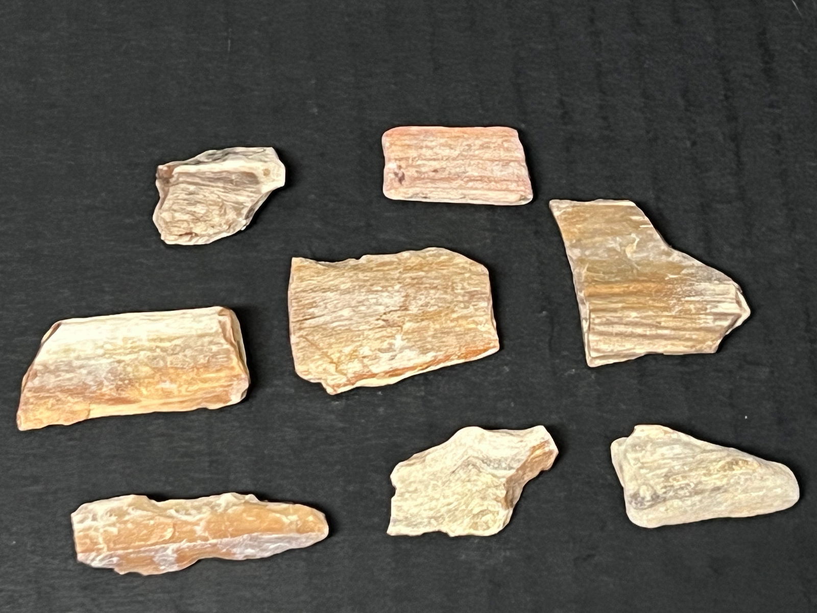 Assorted Sizes Petrified Wood 8 Pcs. - 2