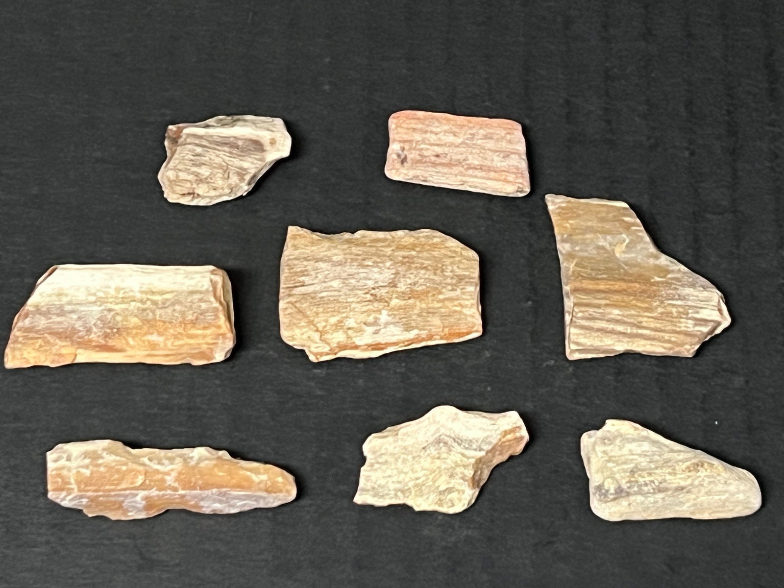 Assorted Sizes Petrified Wood 8 Pcs. - 3