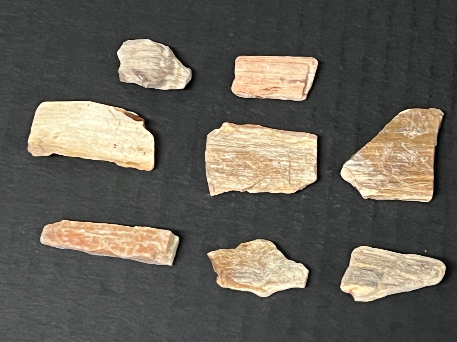 Assorted Sizes Petrified Wood 8 Pcs. - 5