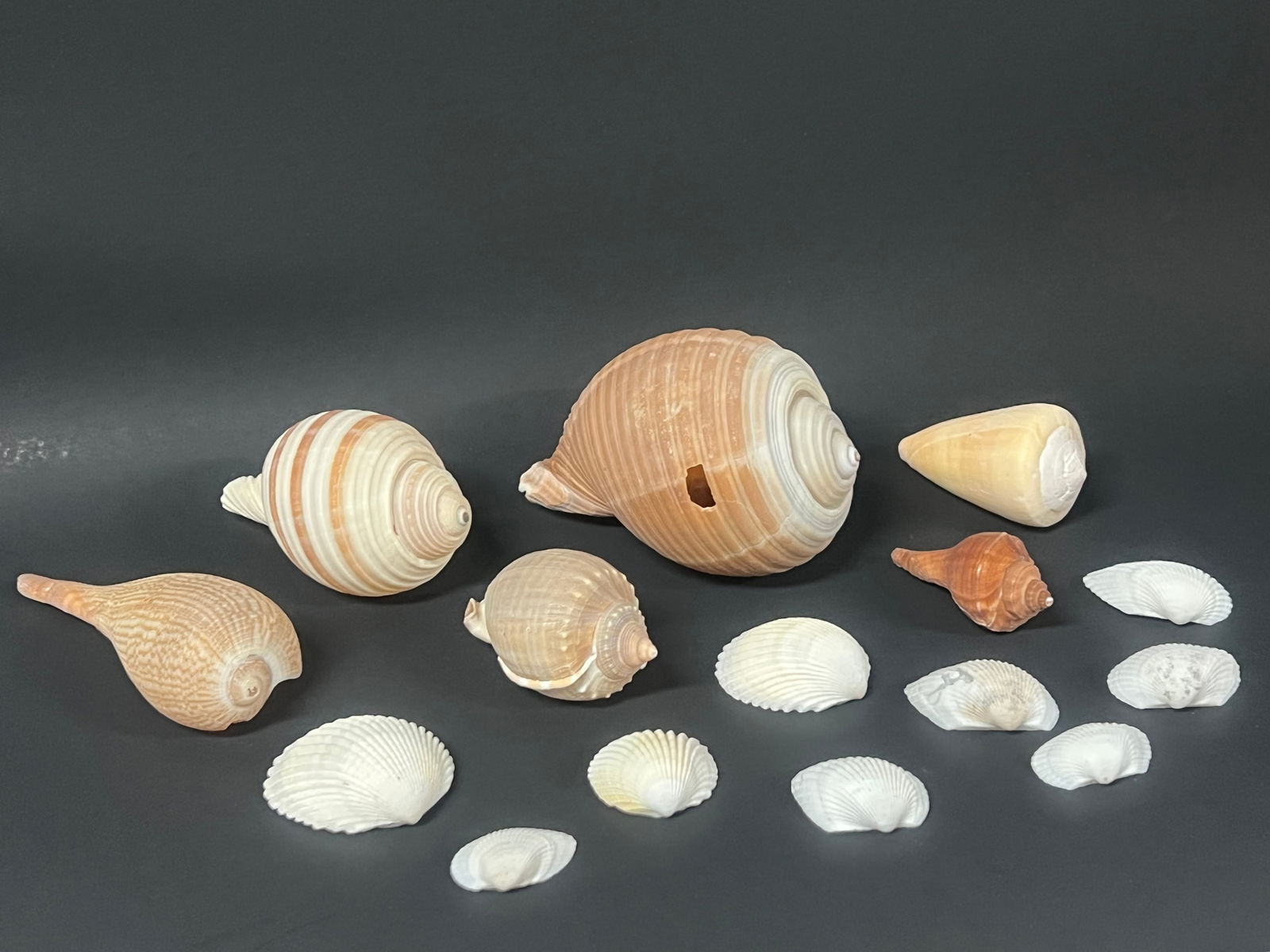 Assorted Seashell 15 Pcs. - 3