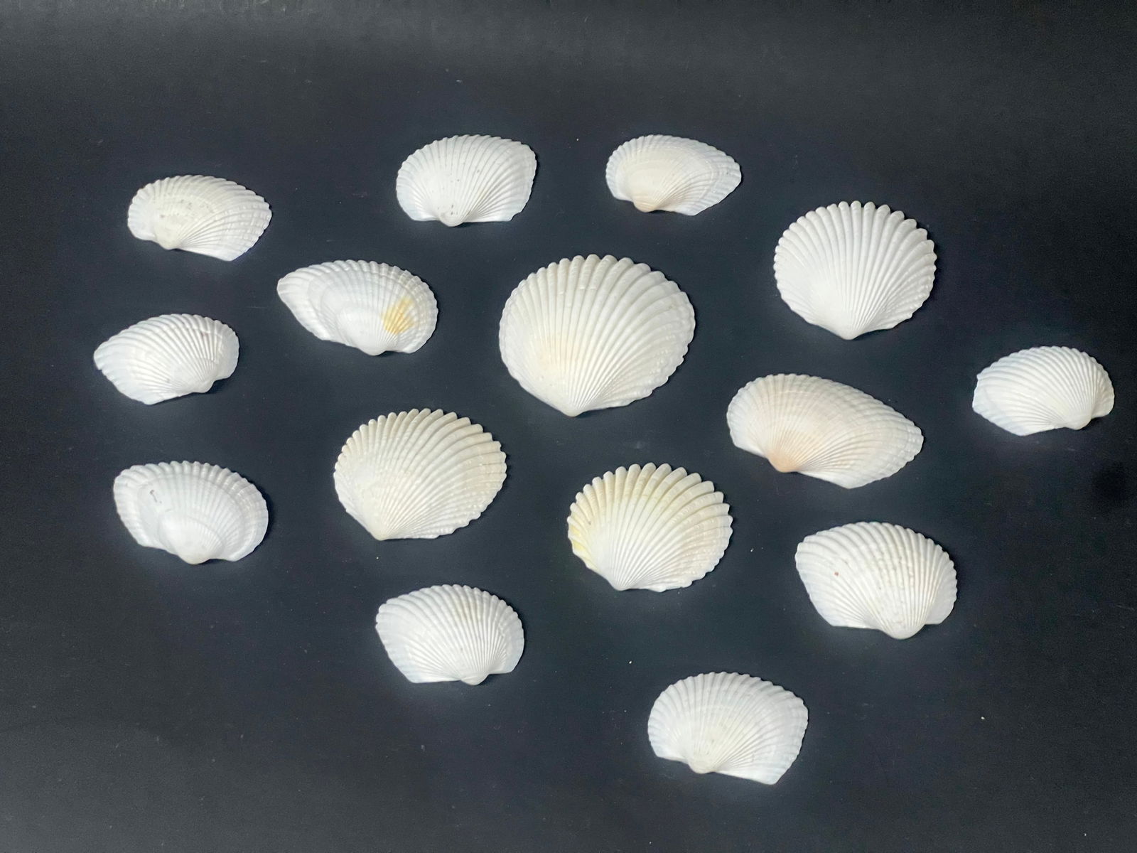 Assorted Seashell 15 Pcs. - 2