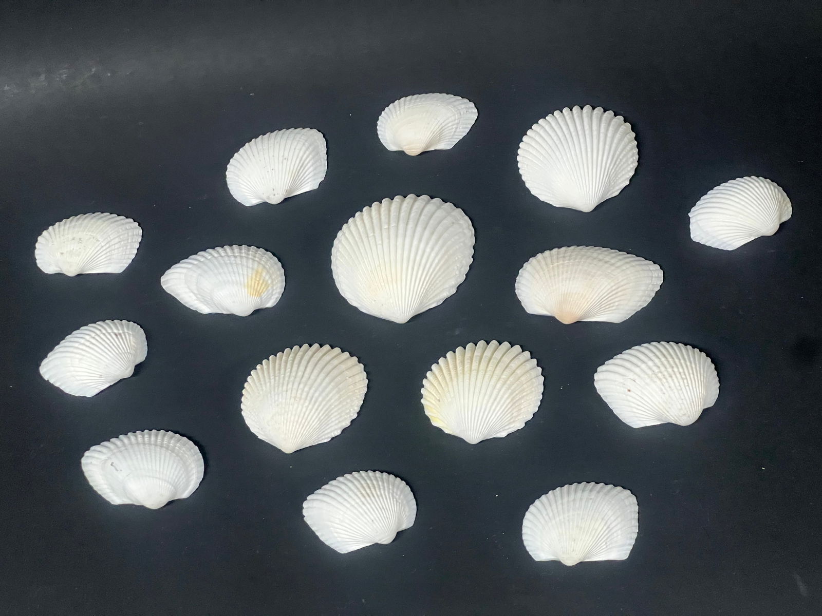 Assorted Seashell 15 Pcs. - 3