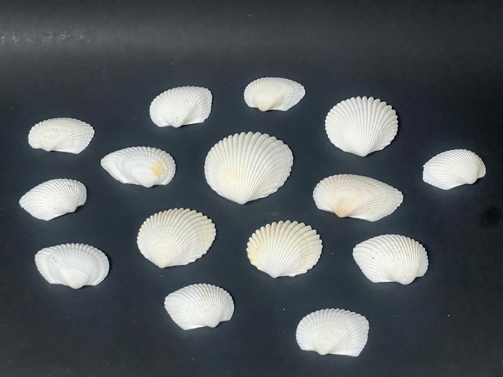 Assorted Seashell 15 Pcs. - 4