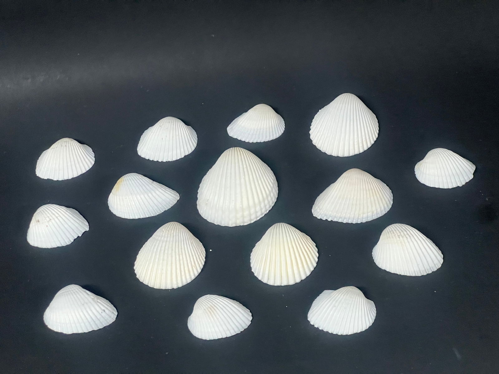 Assorted Seashell 15 Pcs. - 6