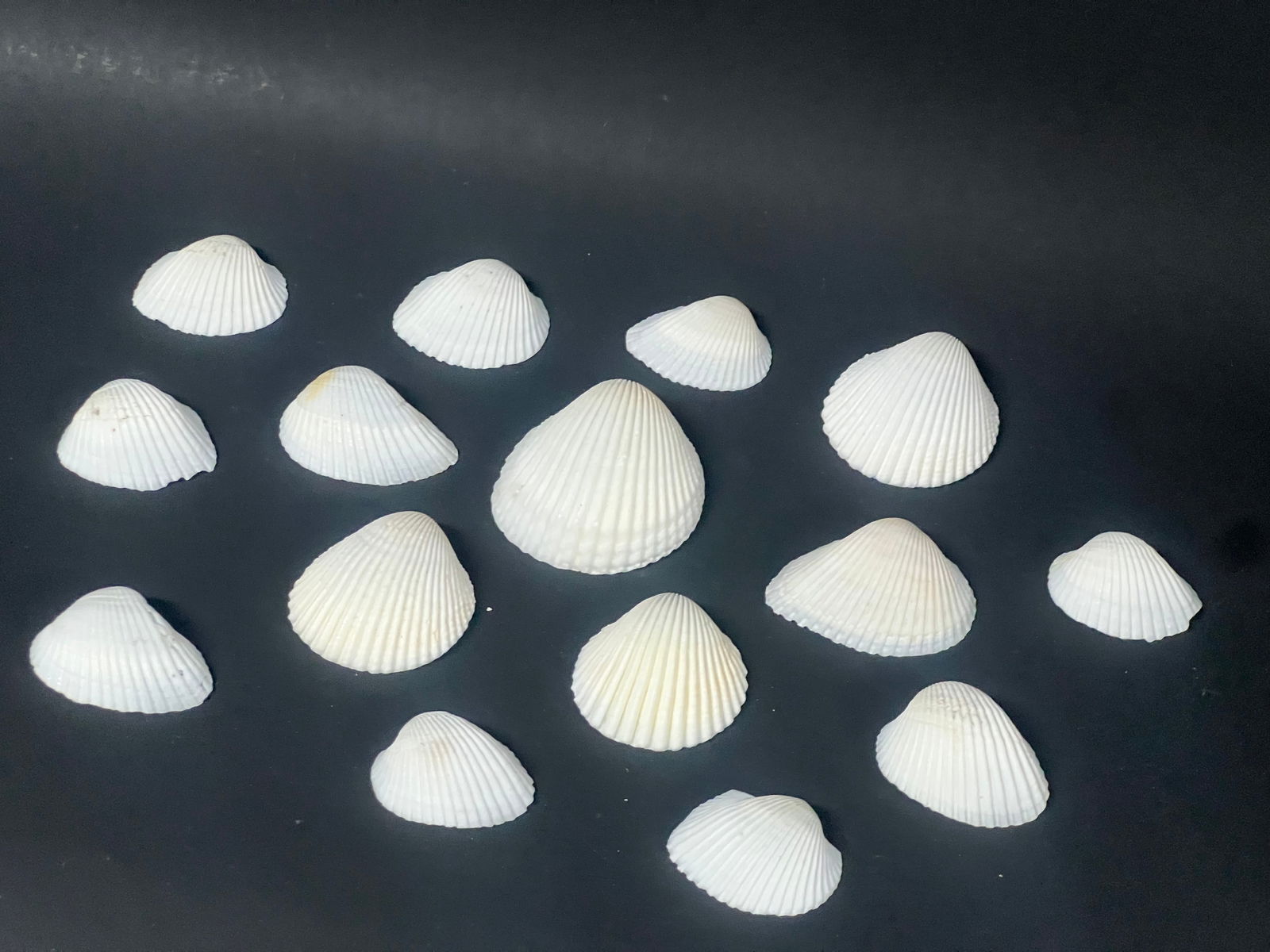 Assorted Seashell 15 Pcs. - 8