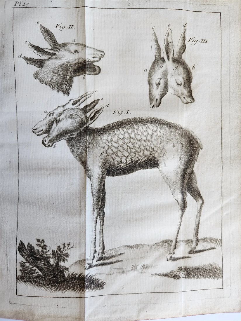 1748 MEDICAL TREATISE ILLUSTRATED ANATOMY by Francois PLANQUE antique V. 1 - 15