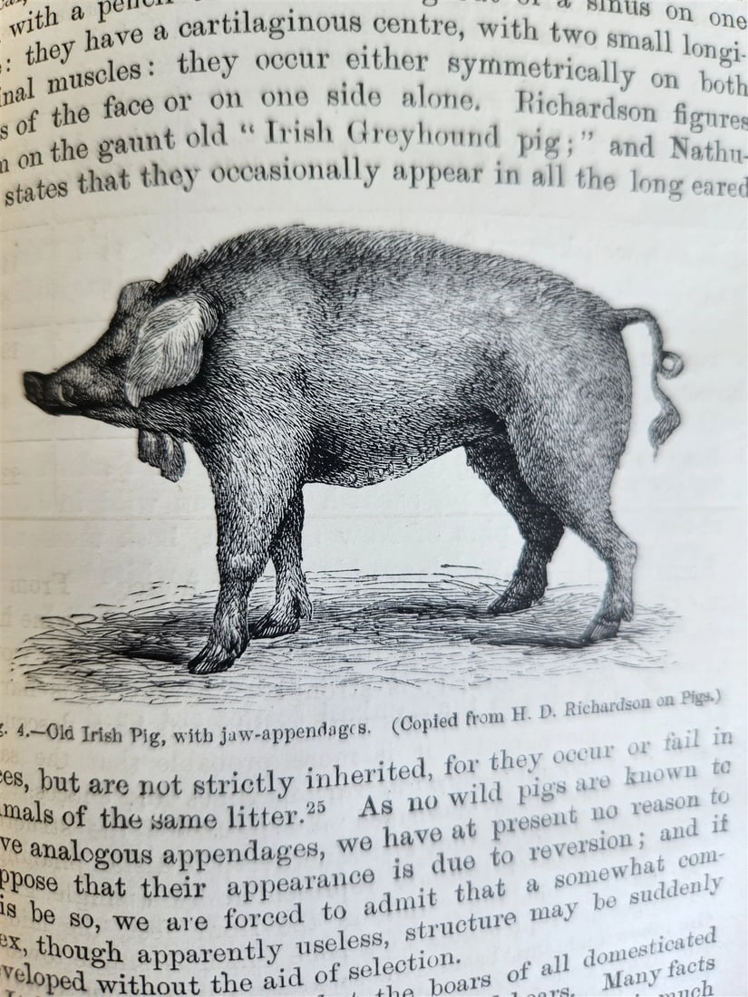 1876 CHARLES DARWIN VARIATION of ANIMALS & PLANTS antique 2 VOLUMES 2nd US ed. - 11